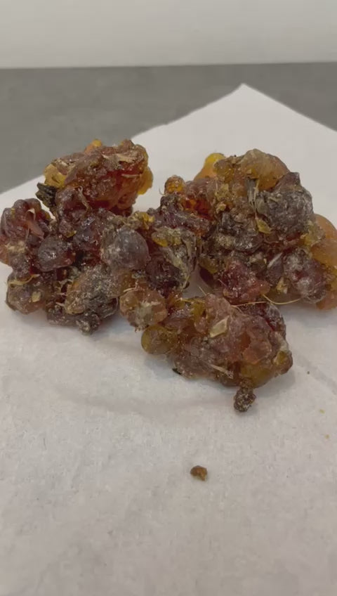 Myrrh commiphora kua from Socotra Island